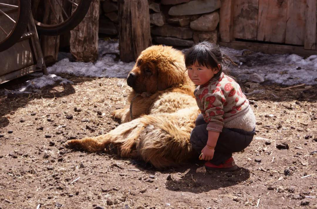 藏獒从一条换北京两套房，到成为流浪狗