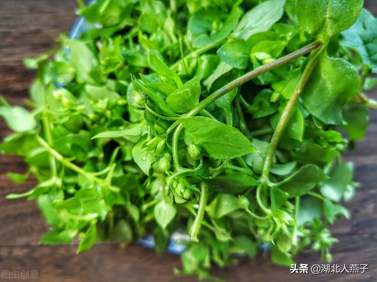 农村100种野菜图片教你认识不同的野菜和吃法