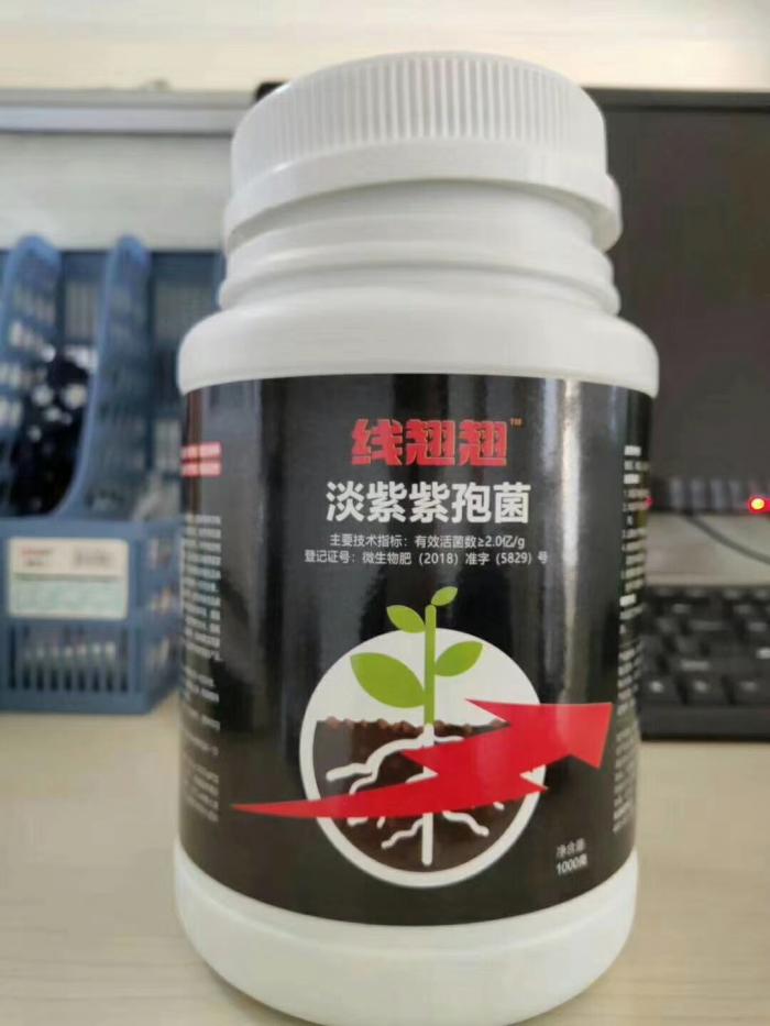 广西柑橘根结线虫防治新措施线翘翘淡紫紫孢菌