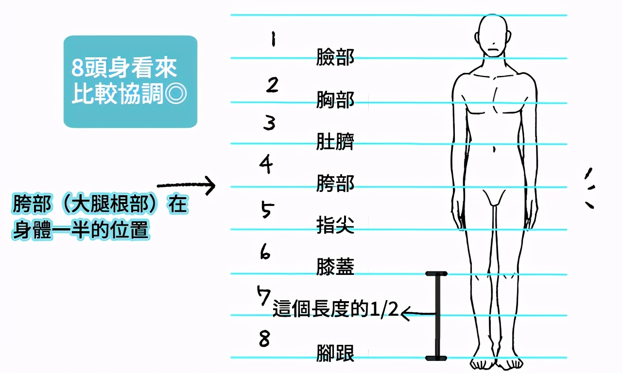 一般来说,人类身体最理想的比例是8头身,而从头顶到脚尖的中央是胯部