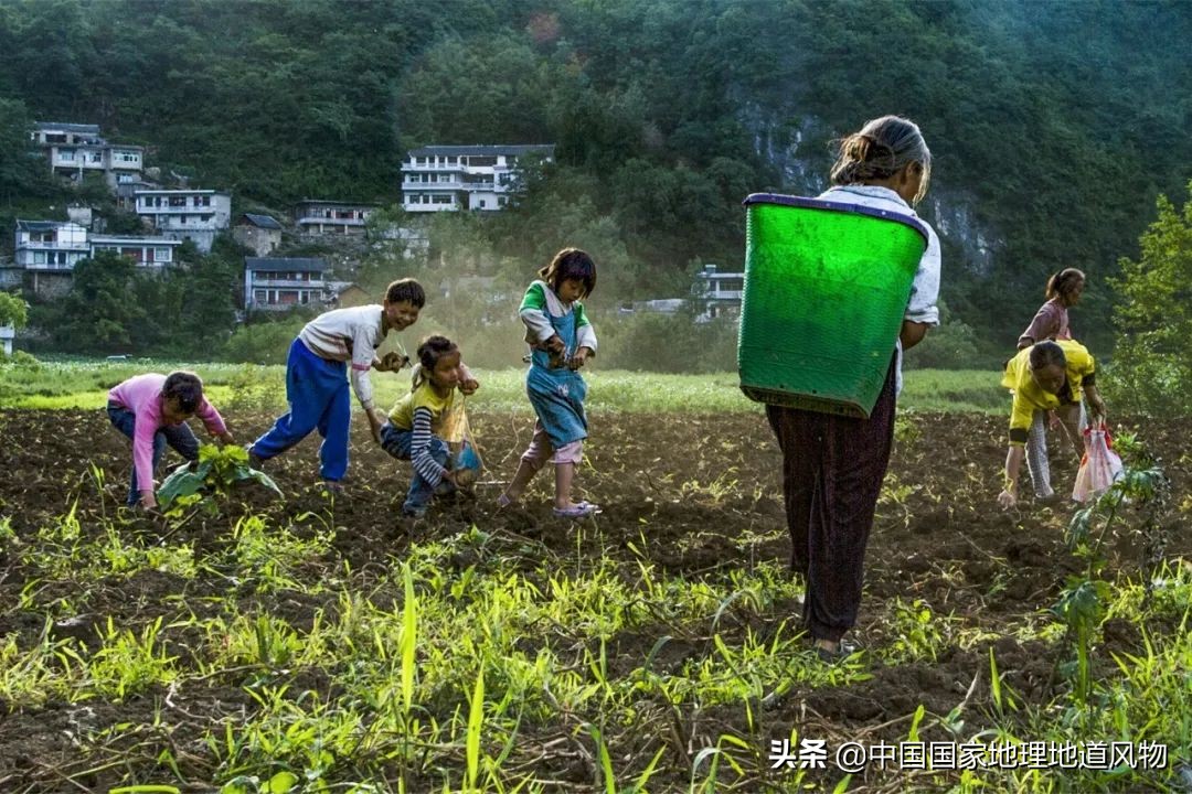 山东、河南、江苏、黑龙江…谁才是中国第一粮仓？