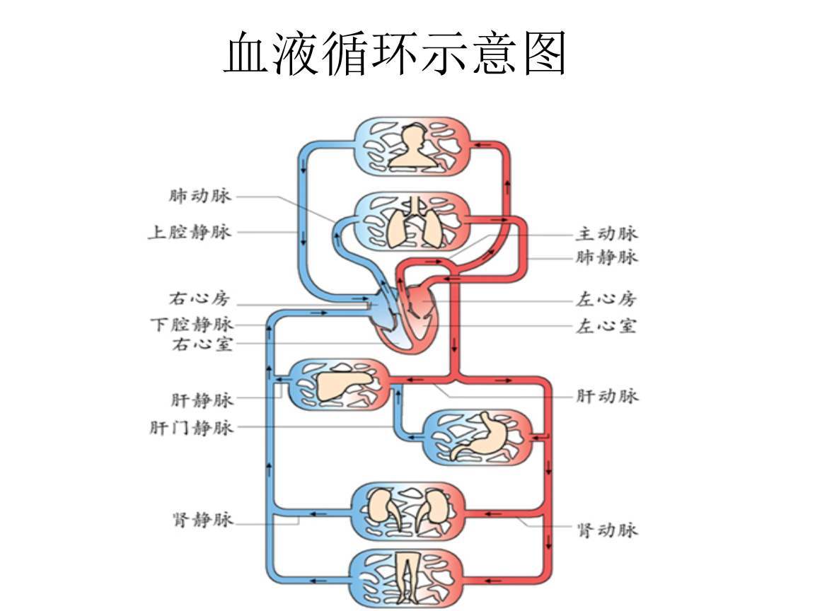 心脏为什么会成为癌细胞禁地