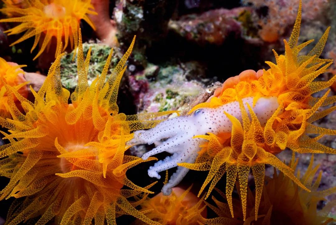 珊瑚虫是什么?珊瑚是动物吗?