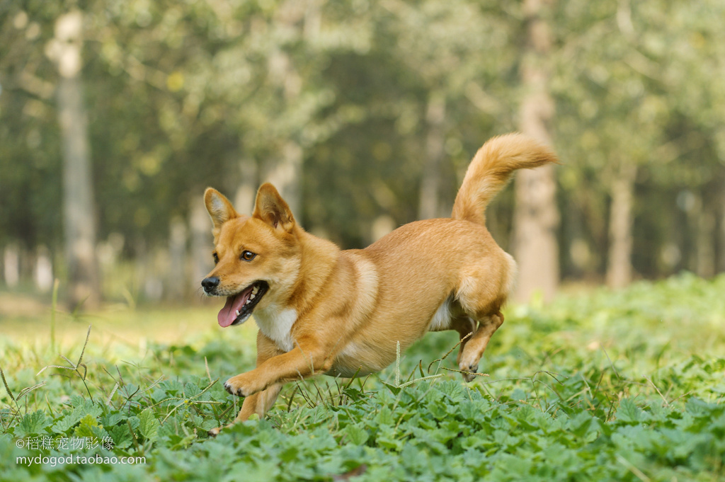 1,中华田园犬