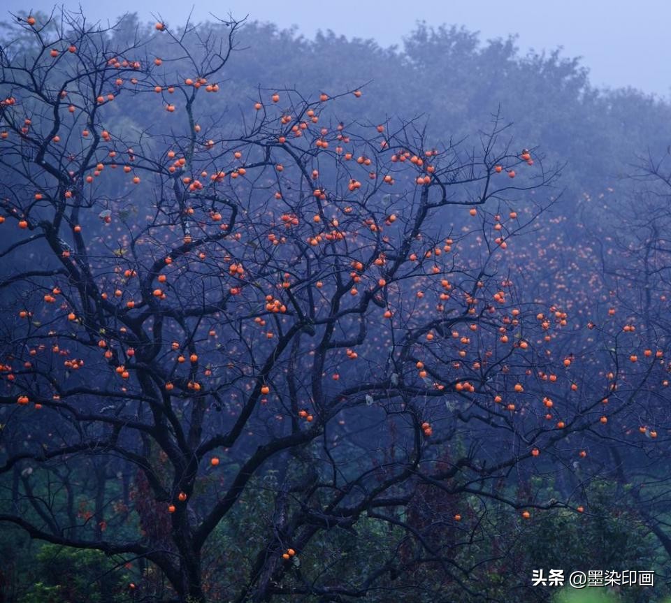 又到一年好“柿”节！拍好这深秋的“红灯笼”