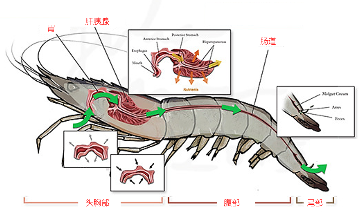 对于螯虾和龙虾而言,在触角的基部还有一个排泄腺,也称绿腺,触角腺,是