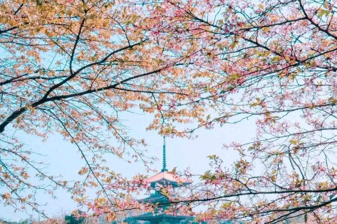 又是一年赏花时!2021全新踏春攻略,11处浪漫花海,安排上
