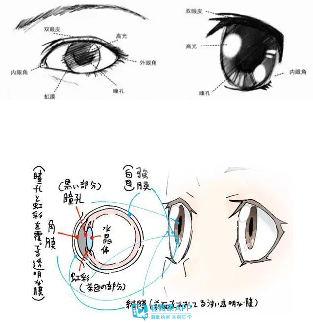 如何画插画人物眼睛插画人物五官眼睛画法