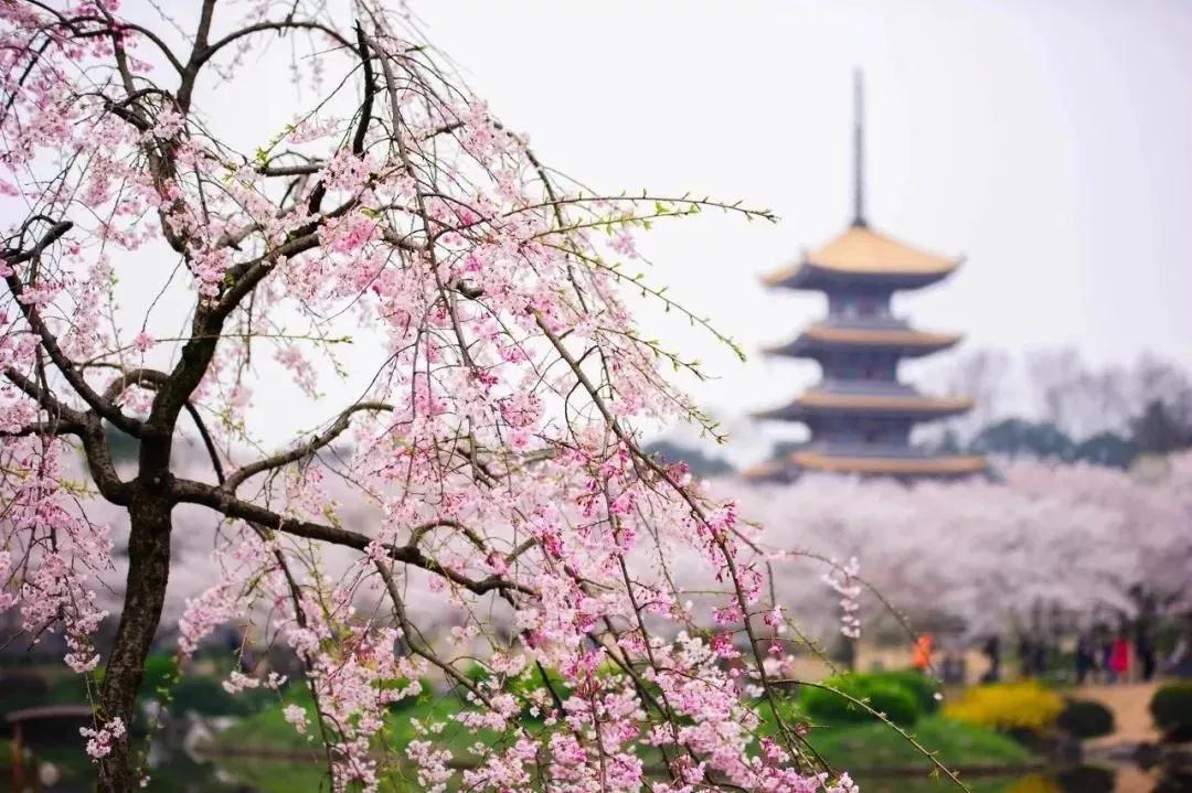又是一年赏花时!2021全新踏春攻略,11处浪漫花海,安排上