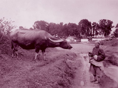 清代“中国人口大爆发”，真的是因为番薯推广吗？