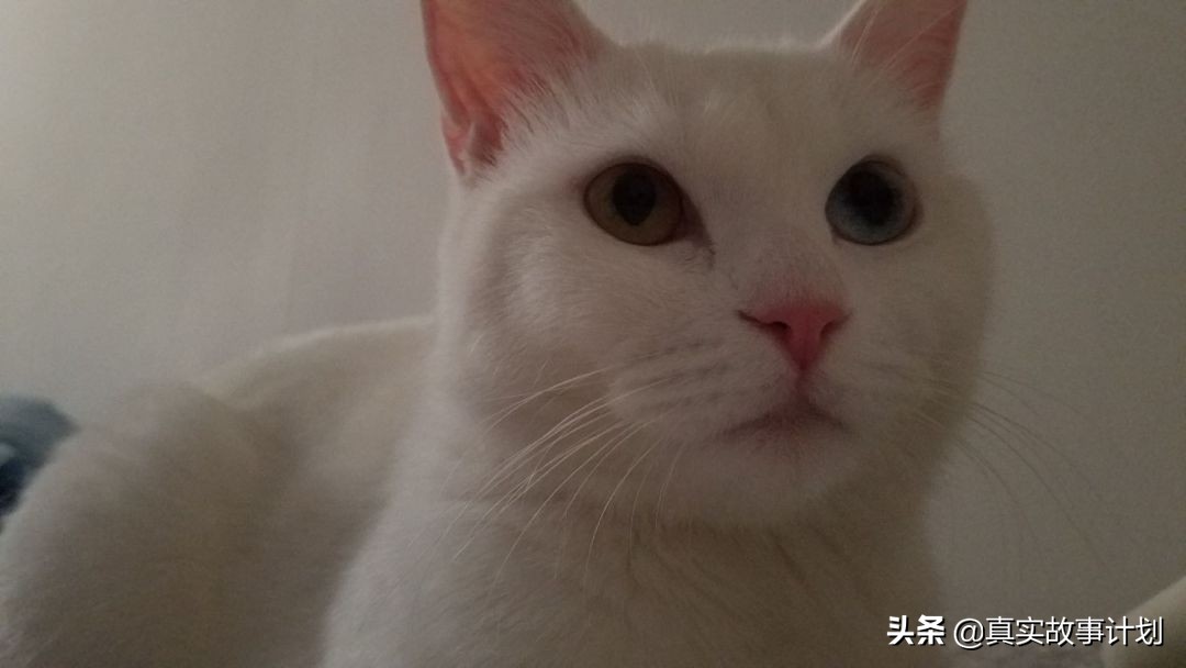 负债养猫的北漂：男友和被子换了又换