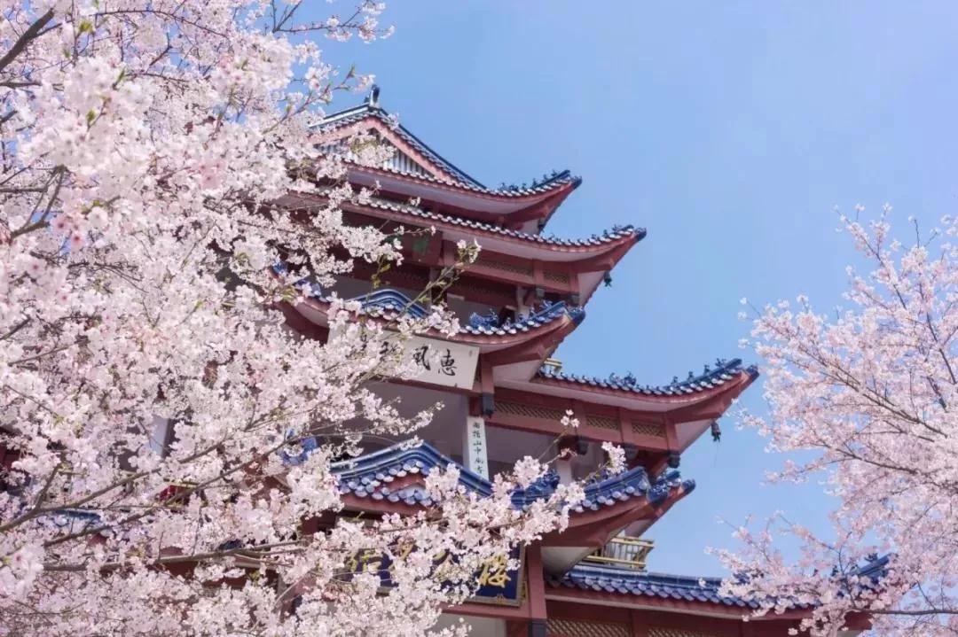 又是一年赏花时!2021全新踏春攻略,11处浪漫花海,安排上