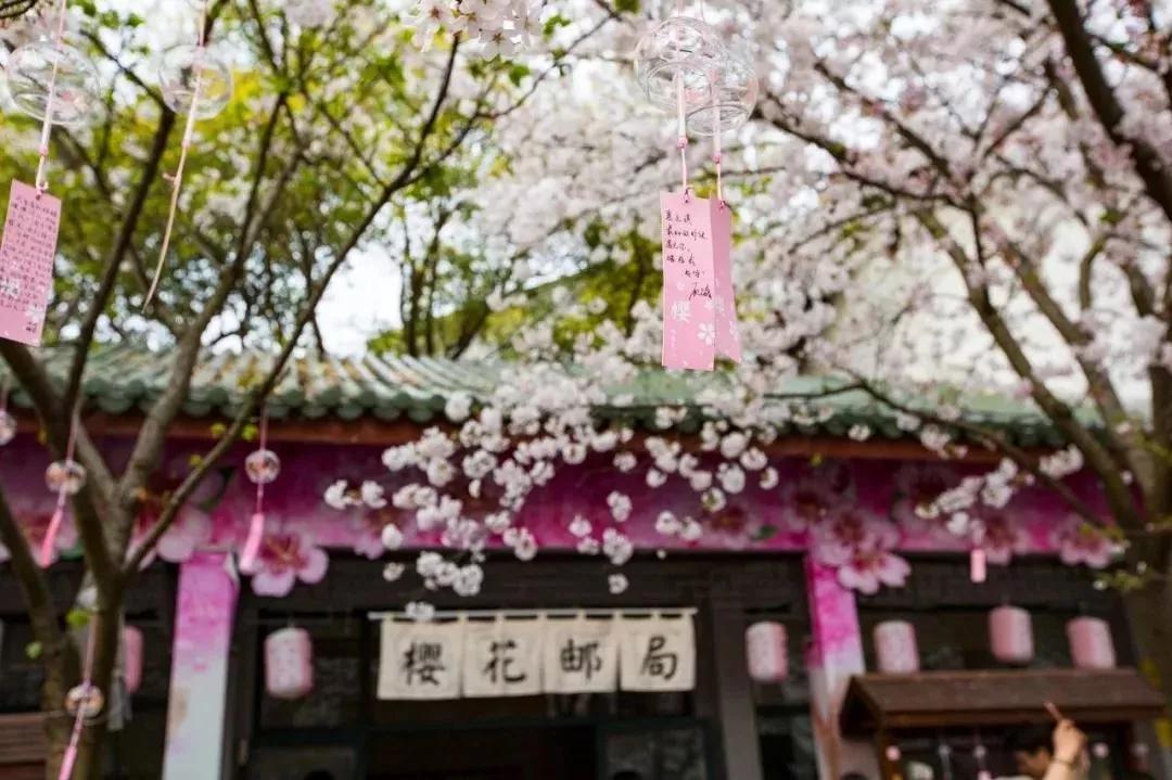 又是一年赏花时!2021全新踏春攻略,11处浪漫花海,安排上