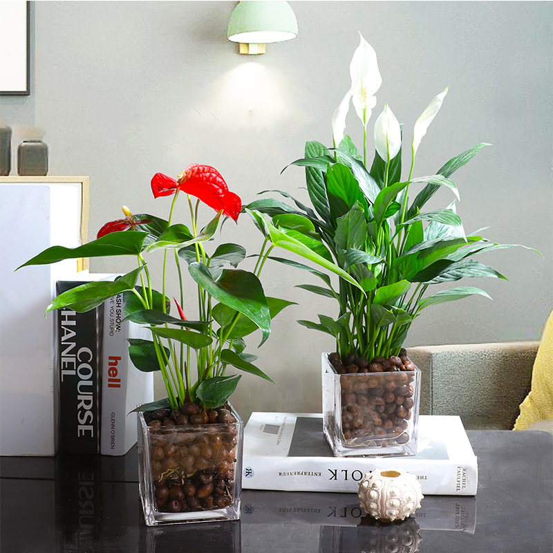 客厅摆放什么植物最好十大客厅风水植物