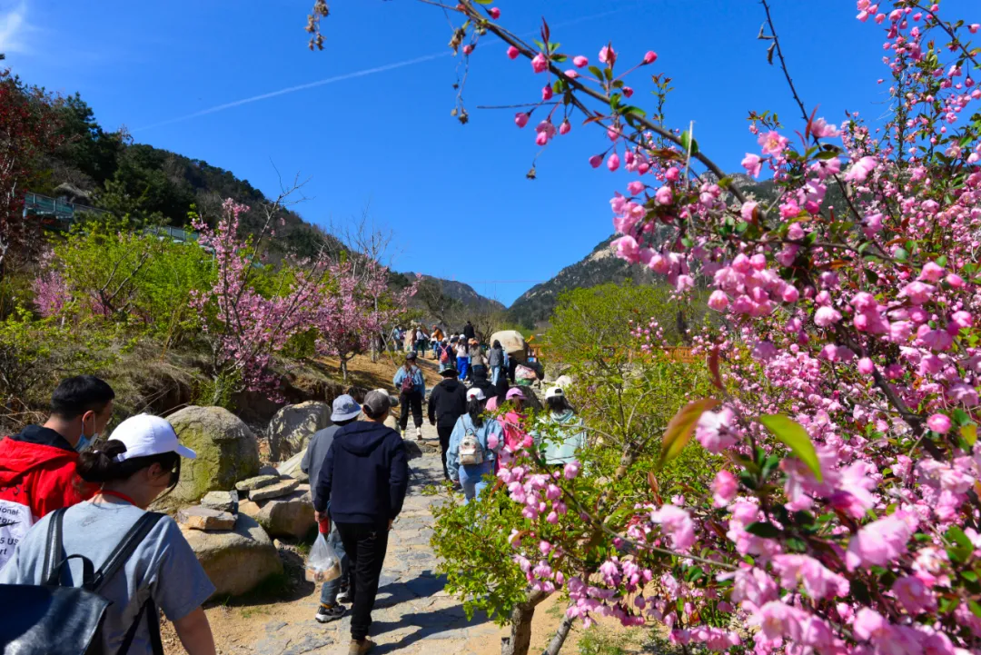 花开春盛游人醉本周末天蒙山再迎踏青赏花游客流小高峰