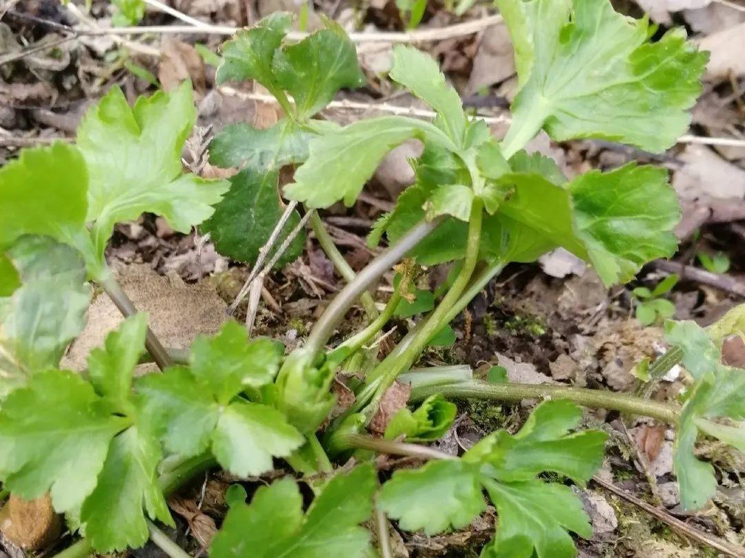 农村100种野菜图片名单农村特色野菜大全