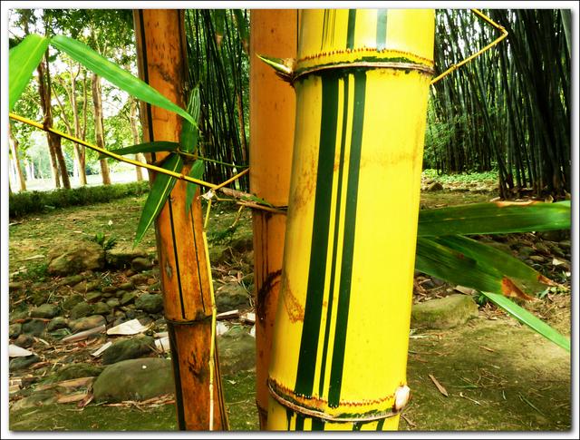 [转载]各种各样的竹子