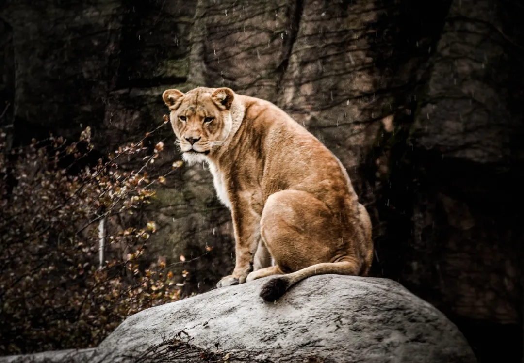 活得小心翼翼，“爸！你什么时候变得这么窝囊了？”