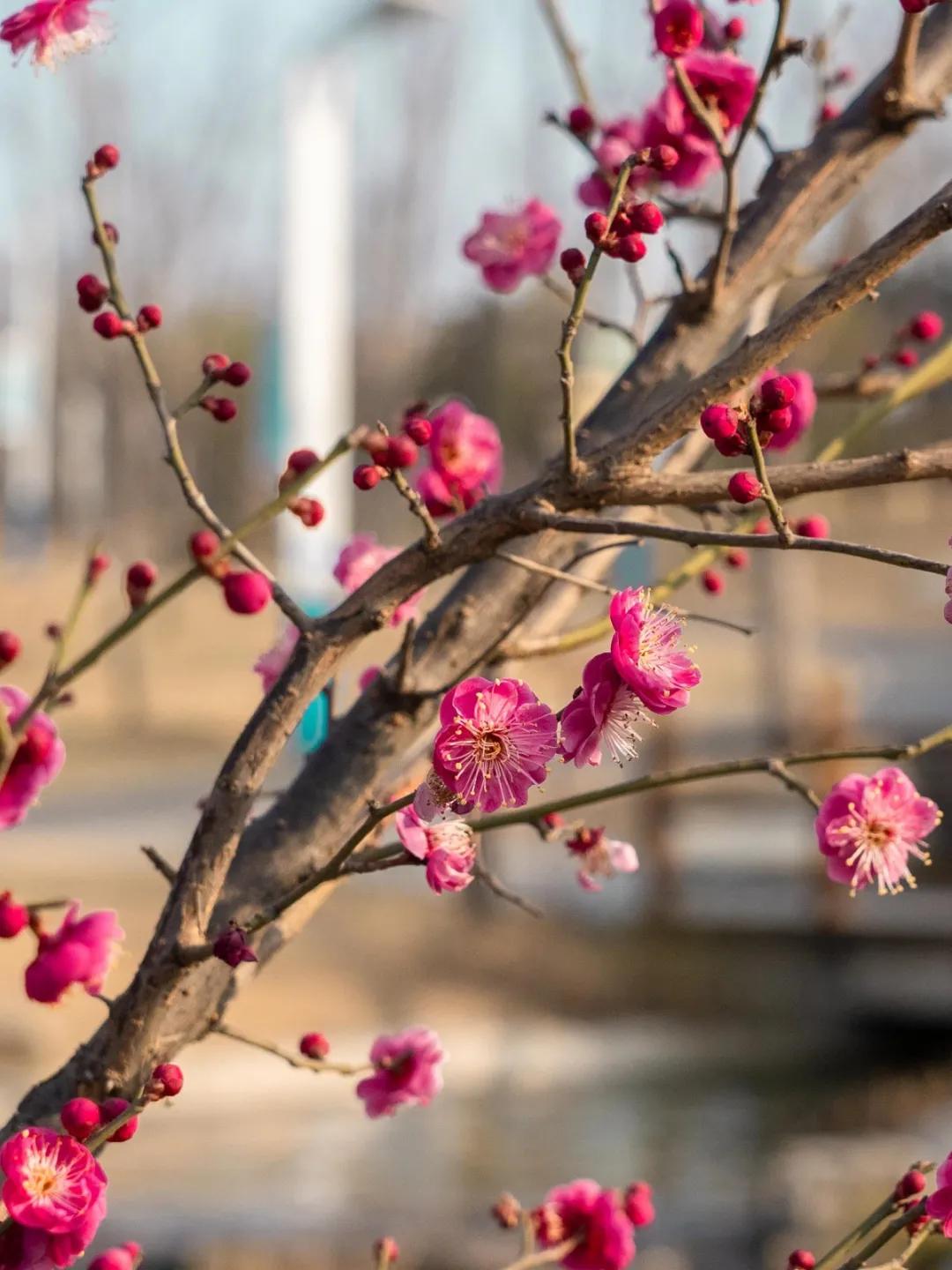 最暖春节催开红梅花郑州园博园现双梅闹春