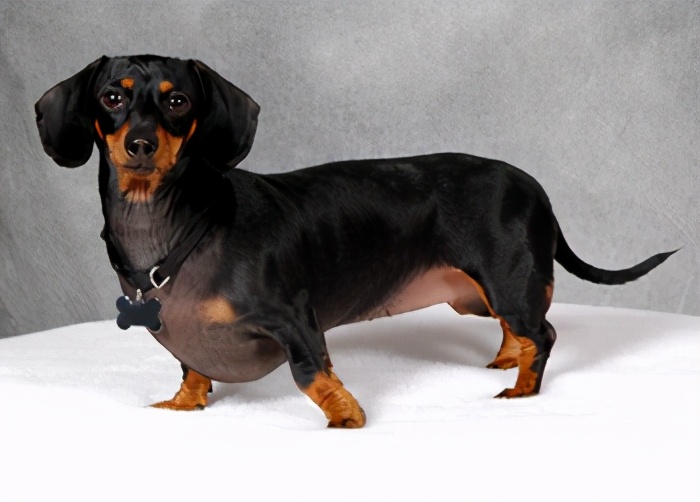 腊肠犬 dachshund