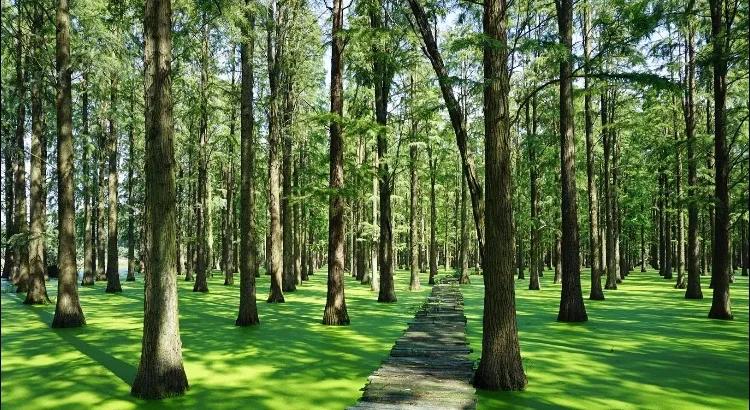 江蘇網紅“抹茶湖”，揚州淥洋湖水上森林