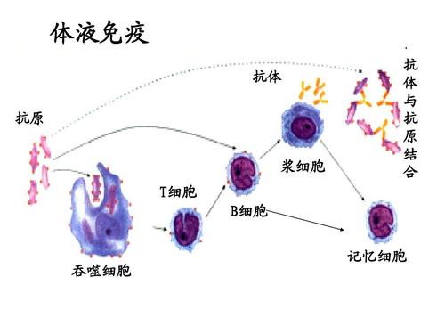 组织胺人免疫球蛋白是什么组织胺人免疫球蛋白能增强免疫力吗