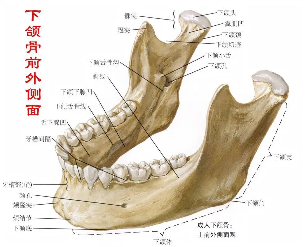 升支部后缘与下颌骨下缘相交处称为下颌角,升支部内侧面中部有一个孔