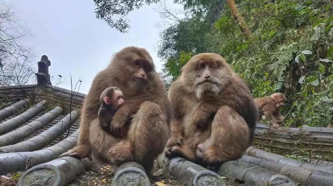 春暖花开峨眉山灵猴添丁增口萌猴来了