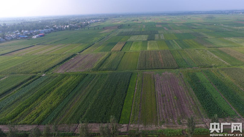 占万亩基本农田建养猪场 岂能如此"拆东墙补西墙"