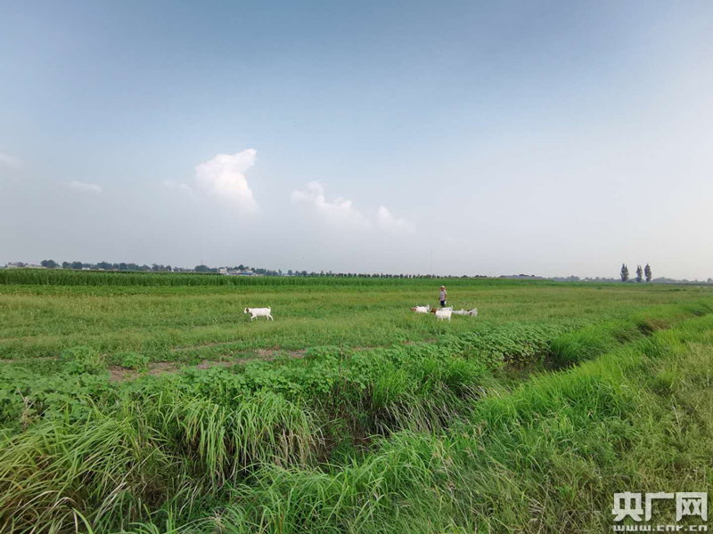 占万亩基本农田建养猪场 岂能如此"拆东墙补西墙"