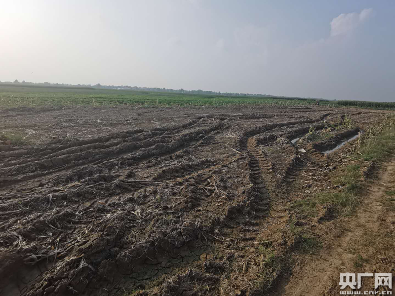 占万亩基本农田建养猪场 岂能如此"拆东墙补西墙"