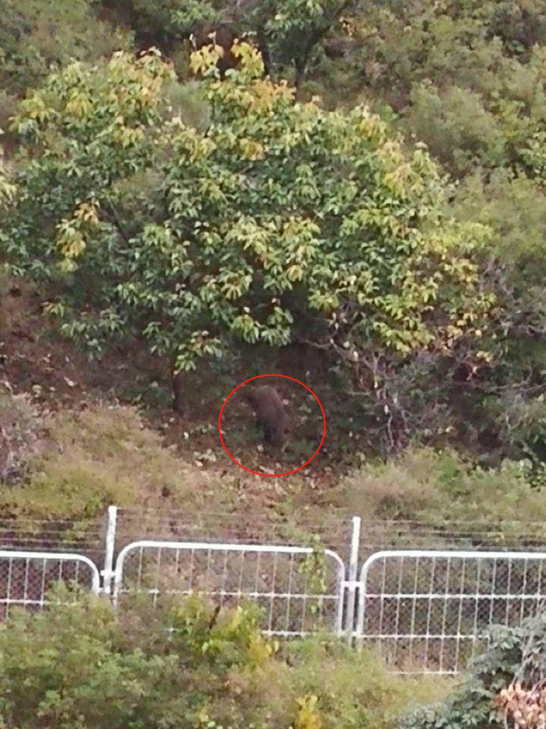 野猪来了！一个密云山村的攻防战