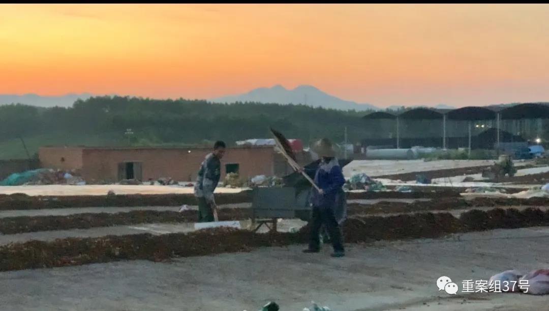 “未熏硫的八角销往国外”，硫磺八角专坑国人？