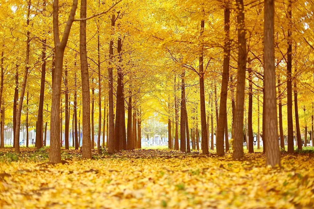这里的秋天，美得不似人间，众多名人都来打卡