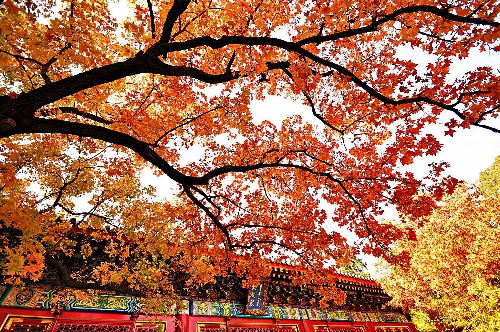 这里的秋天，美得不似人间，众多名人都来打卡