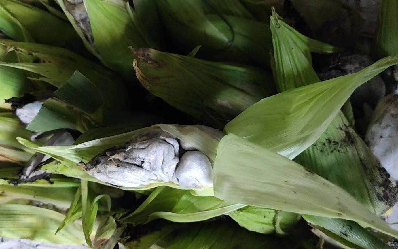 玉米长满“毒瘤”后身价暴涨 收购农户：一根难求