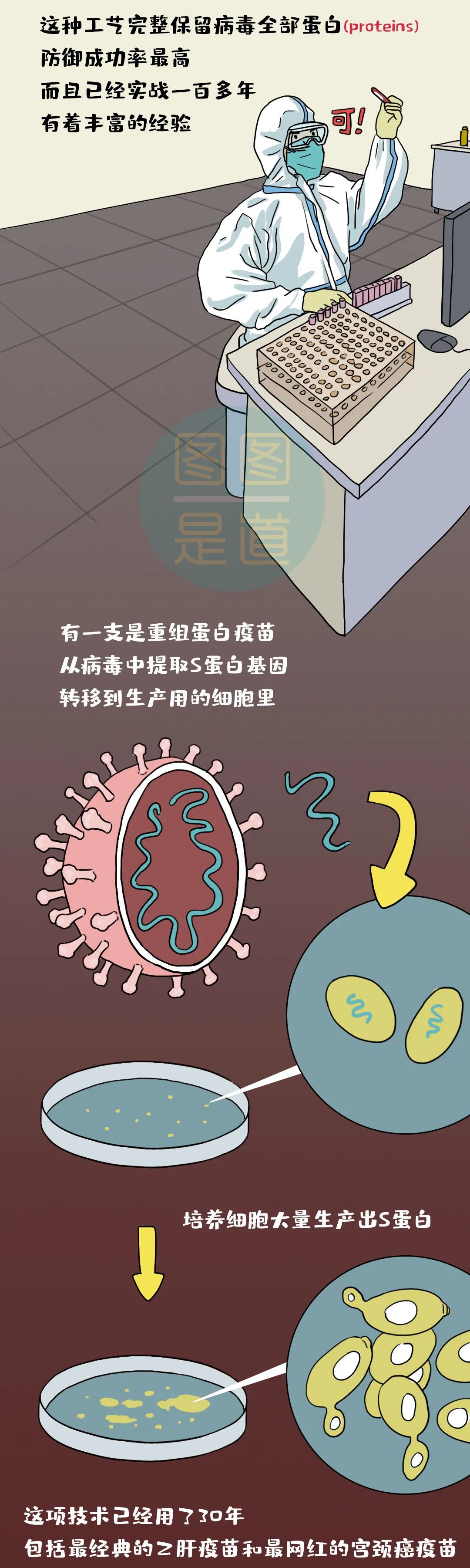 中国疫苗，稳！| 图图是道