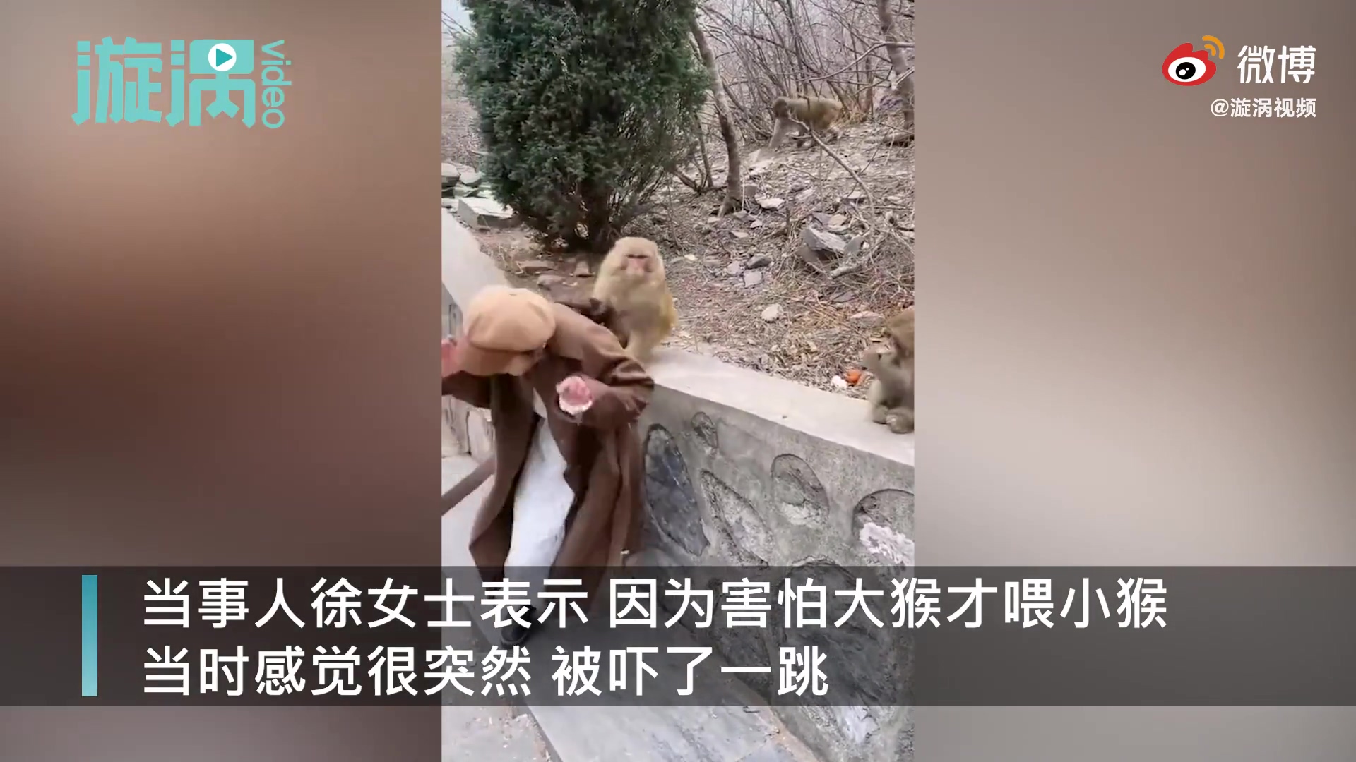 事人徐女士表示,本来想拍视频发朋友圈,因为害怕大猴才喂小猴,小猴子