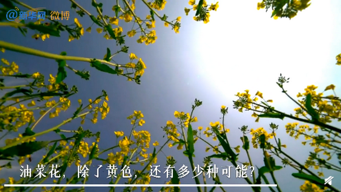 江西农业大学培育出38种颜色油菜花,令人眼前一亮