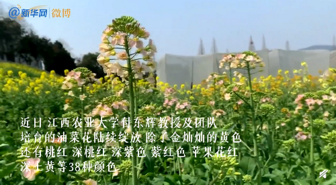 江西农业大学培育出38种颜色油菜花,令人眼前一亮