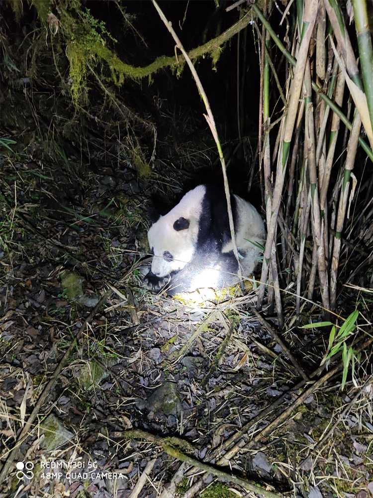 四川一大熊猫死亡死亡原因目前暂不清楚