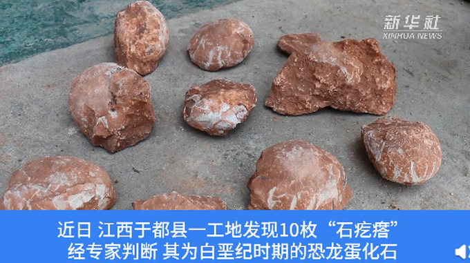 江西工地挖出6600万年前恐龙蛋化石目前已被收入于都县博物馆馆藏