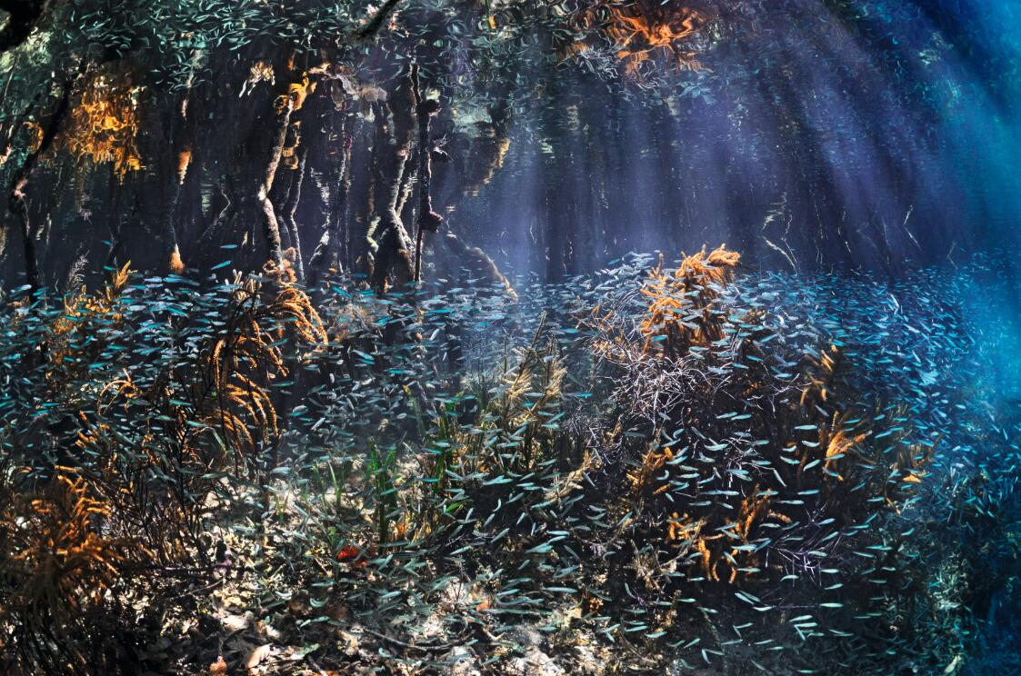 伯利兹,阳光下的红树林我们能在这些发现和地球上的生命之间找到联系