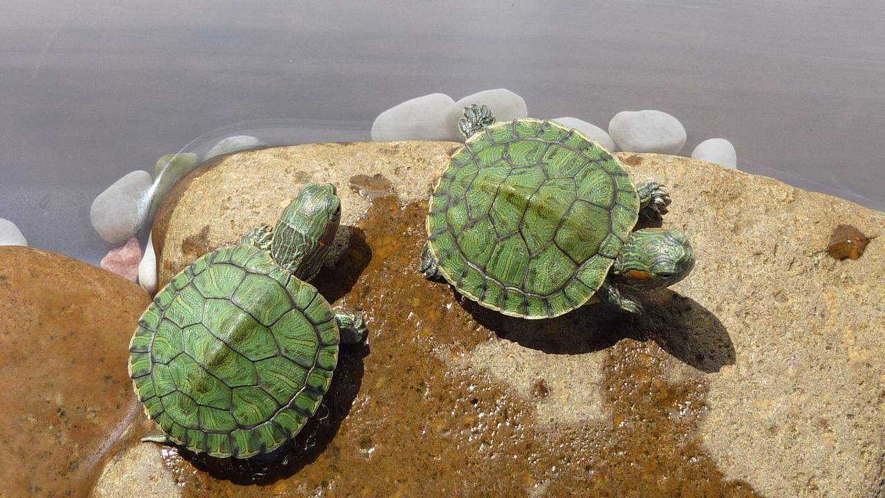 外来入侵物种?巴西龟到底能不能养?巴西龟的优缺点都有哪些?