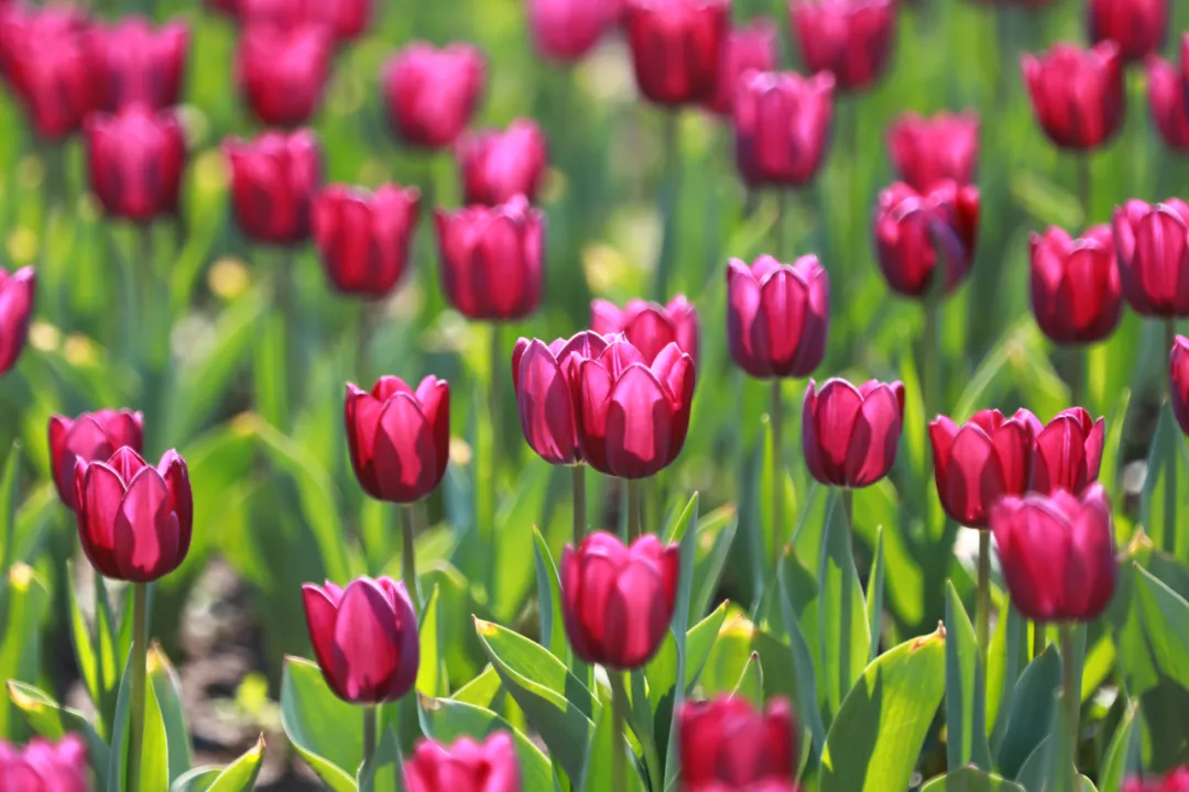 百万余株郁金香花,这些郁金香共有9种颜色,主要以红色,黄色,白色,紫色