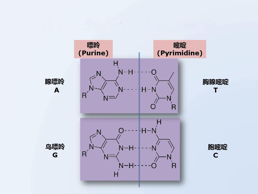 腺嘌呤一定是和胸腺嘧啶配对的「a62t,鸟嘌呤也一定是和胞嘧啶