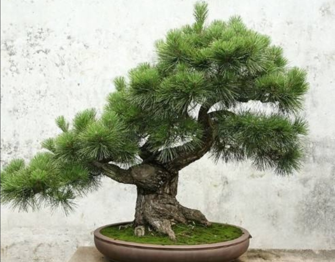 野外有哪些树种适合做成盆景常见的5种树木做成盆景各有千秋