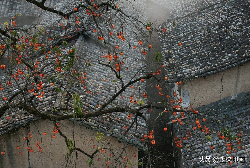 又到一年好“柿”节！拍好这深秋的“红灯笼”