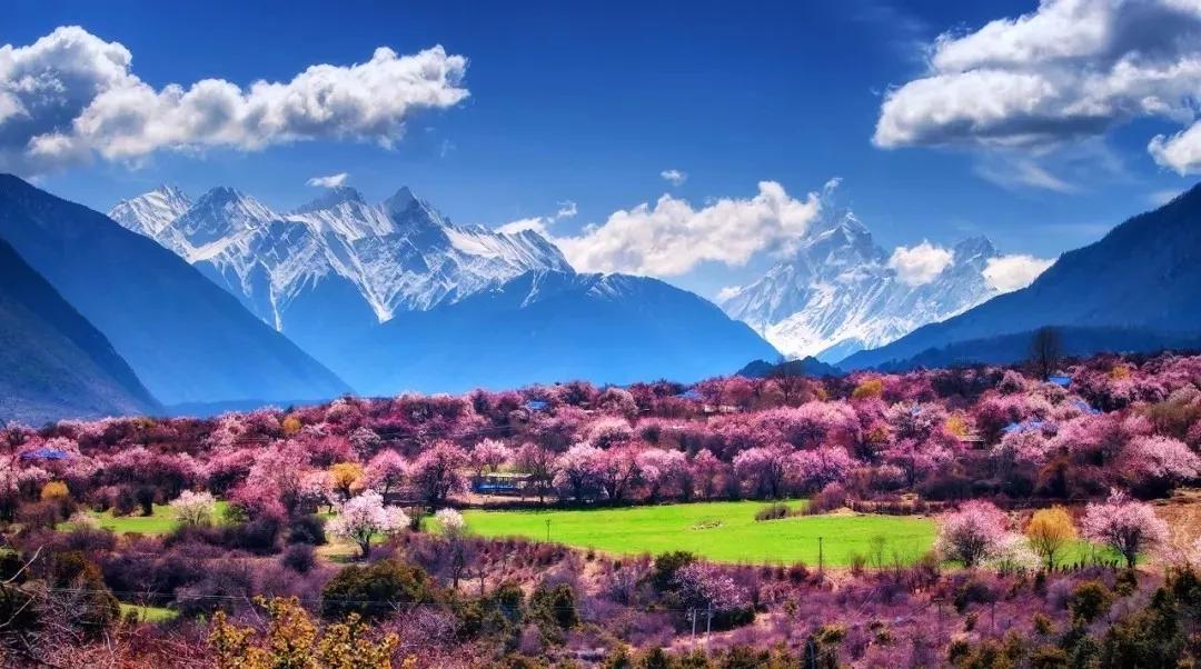 又是一年赏花时!2021全新踏春攻略,11处浪漫花海,安排上