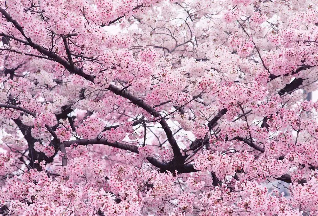 又是一年赏花时!2021全新踏春攻略,11处浪漫花海,安排上